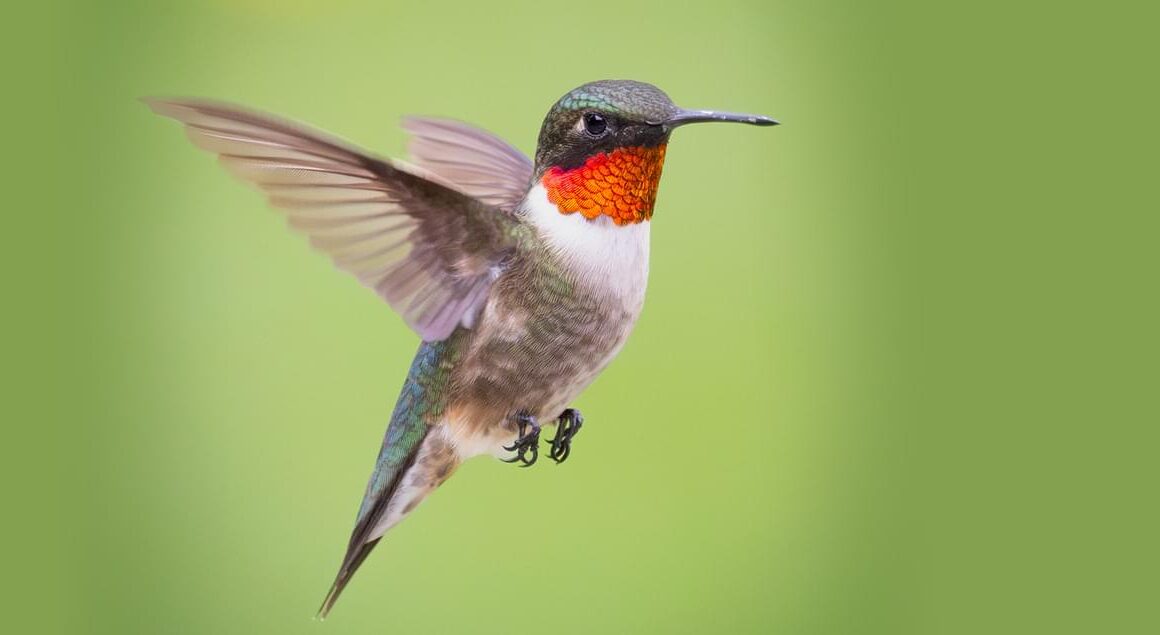 5 Beautiful hummingbirds in Kentucky [Pictures + IDs]