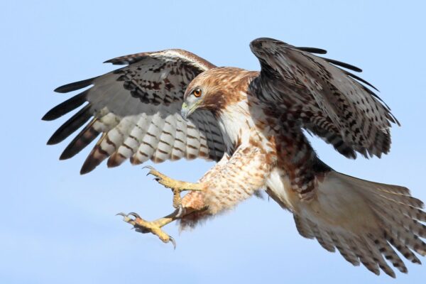 9 Species Of Hawks In Ohio [Images + Ids]