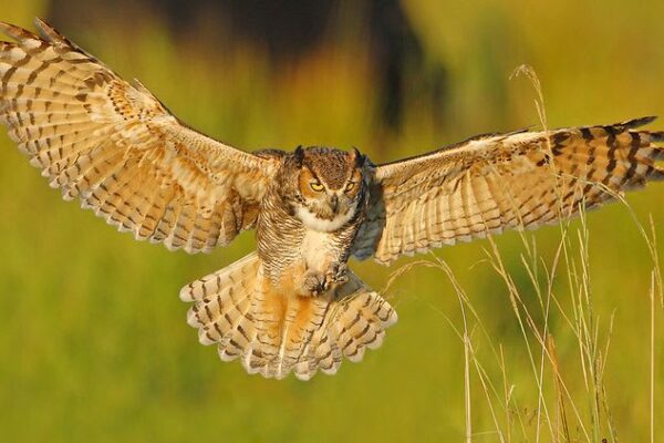 Why Is A Bird Not Considered An Autotroph? Explained