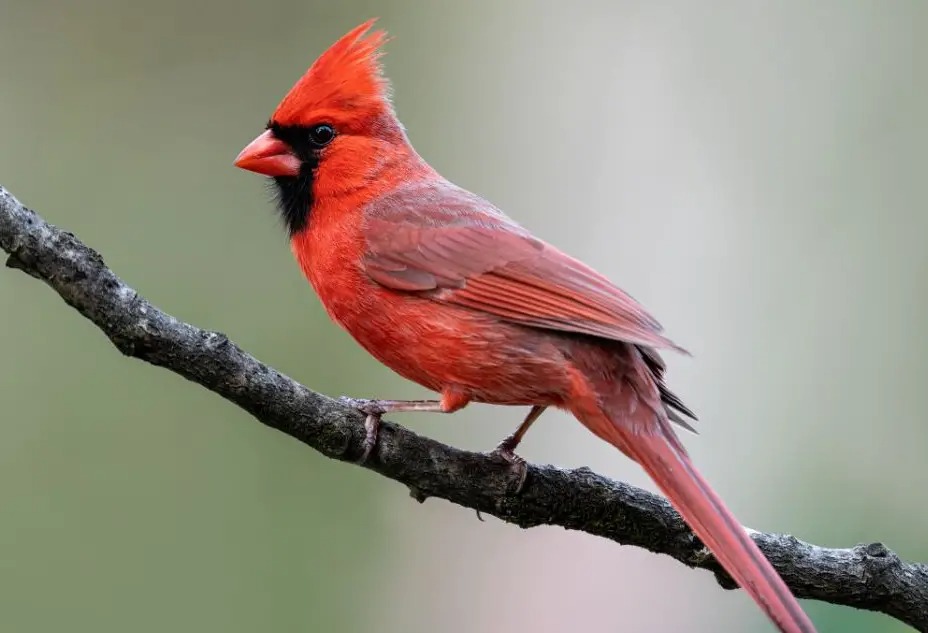 10 Beautiful Red Birds in New Jersey [Images + IDs]