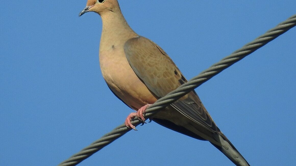 5 Types of Doves in Colorado [Images + IDs]