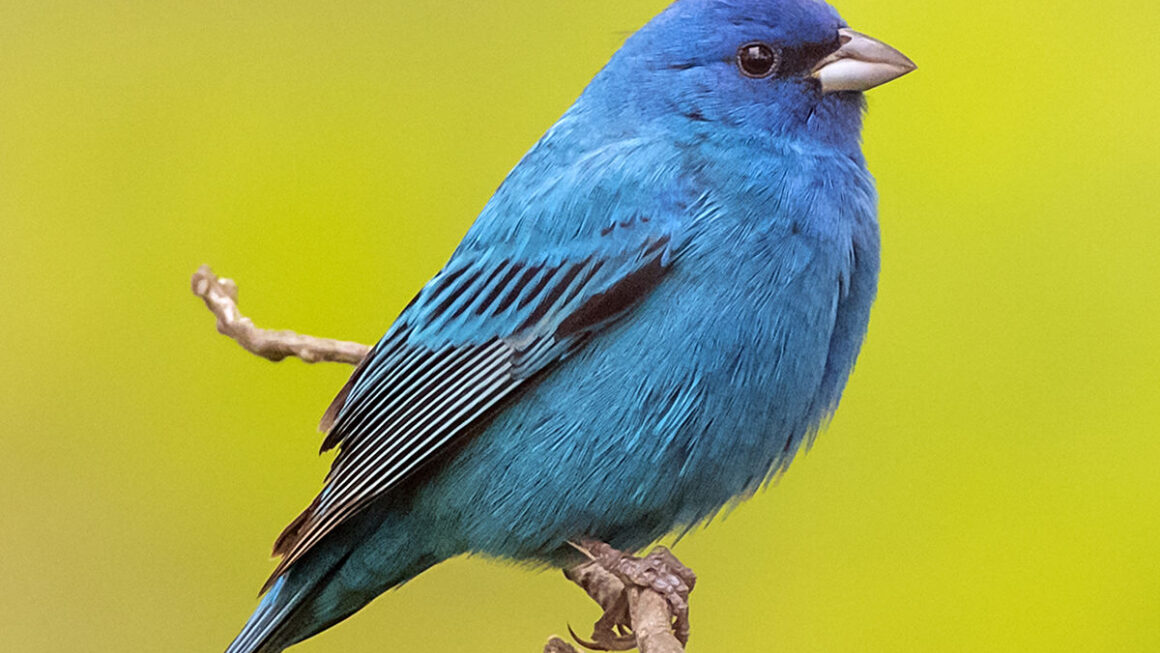 15 Beautiful Blue Birds in Oregon [Images + IDs]