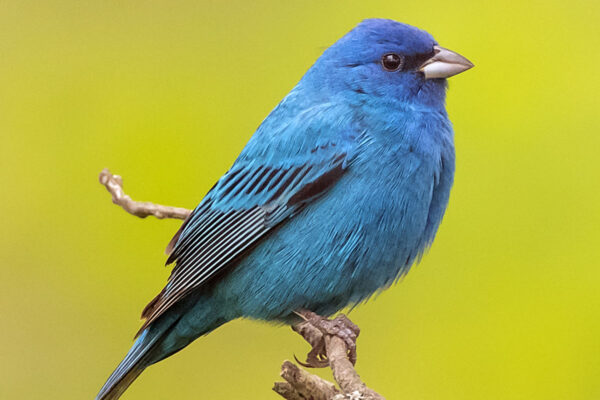 16 Beautiful Blue Birds in Delaware [Images + IDs]
