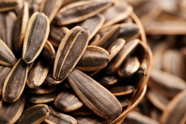 Can Birds Eat Sunflower Seeds? A Detailed Guide