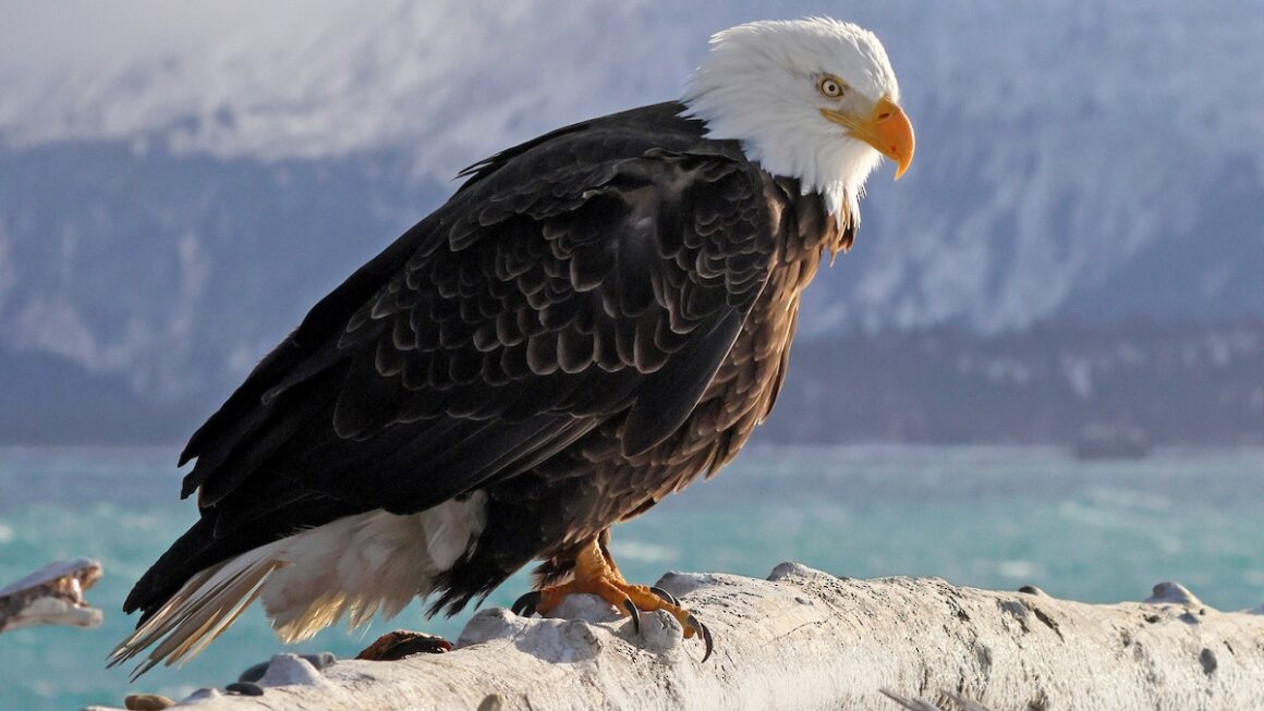 Do Birds Get Their Periods? Bird’s Reproductive Cycle Explained