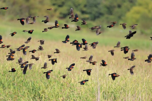 Why Do Black Birds Gather? Is It Ominous?