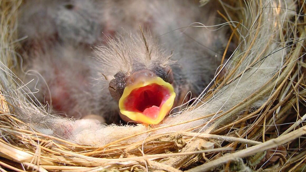 How Long Till Baby Birds Leave The Nest? All You Need to Know