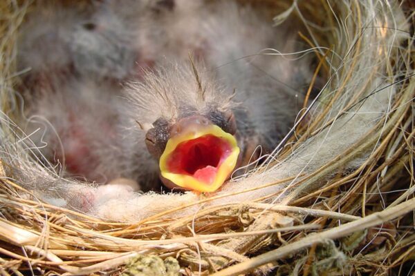 How Long Till Baby Birds Leave The Nest? All You Need to Know