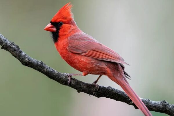 Red Birds in California  [Images + IDs]