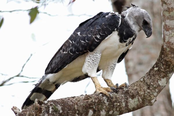 Do Birds Have Bone Marrow? You Would Be Surprised