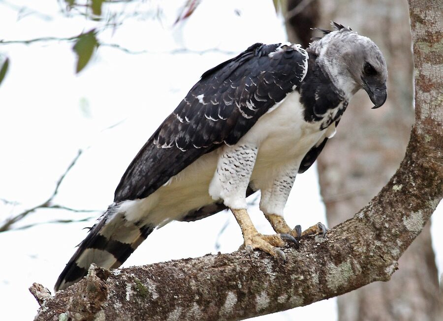 Harpy Eagle Vs. Bald Eagle: A Detailed Comparison