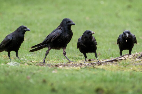 Are Ravens And Crows The Same Bird Species? Raven Vs Crow