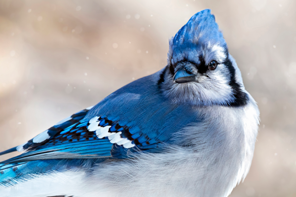 Do Blue Jays Eat Other Birds? A Detailed Guide