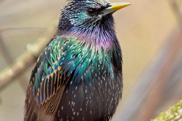 A Comprehensive Guide on Attracting Starlings