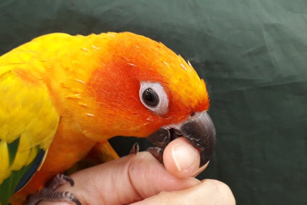 Why Does My Bird Bite Me Softly? A Detailed Explanation