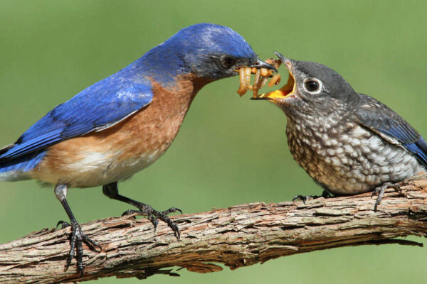 How Birds Feed Their Young: A Detailed Guide