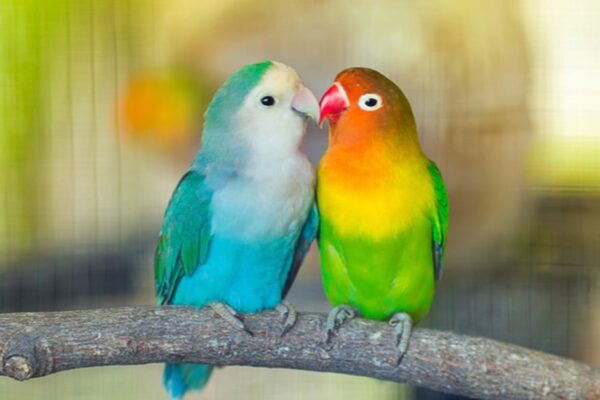 How To Take Care Of Lovebirds [Detailed Guide]
