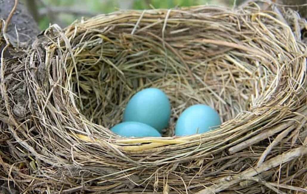 Squirrel Nests Vs. Bird Nests: Know the Difference