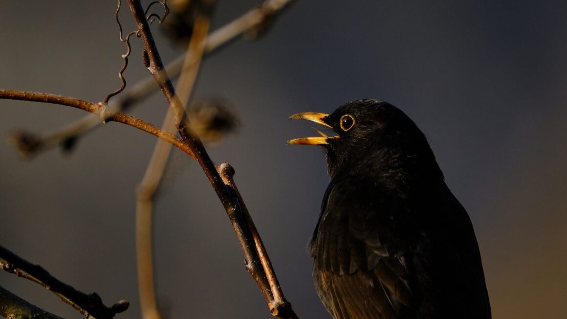Why Birds Don’t Fly At Night? All You Need To Know