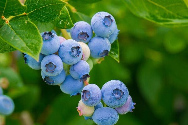 Are Blueberries a Safe Choice for Birds? Explained in Detail