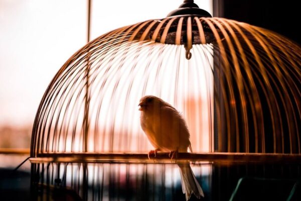 Why Do Caged Birds Sing? All You Need to Know