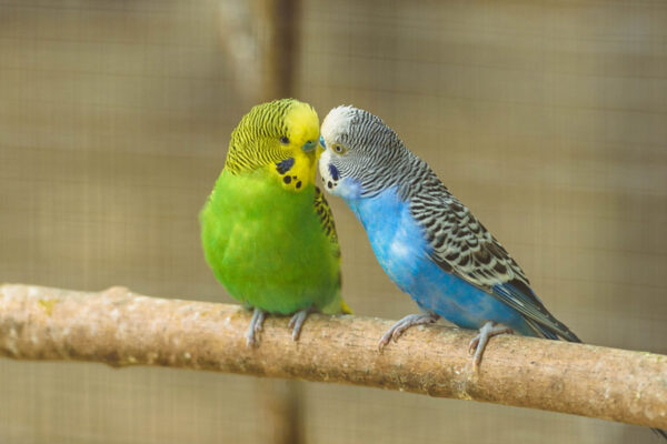 Can Parakeets Eat Wild Bird Food?