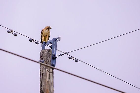 Why Don’t Birds Get Electrocuted When They Land On Power Lines?