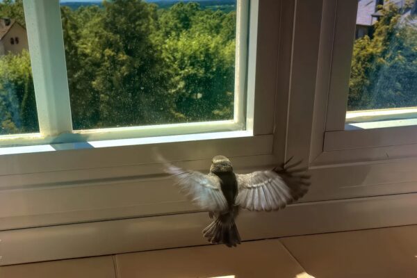 The Meaning Behind Bob Marley’s ‘3 Little Birds Sat On My Window’ Explained