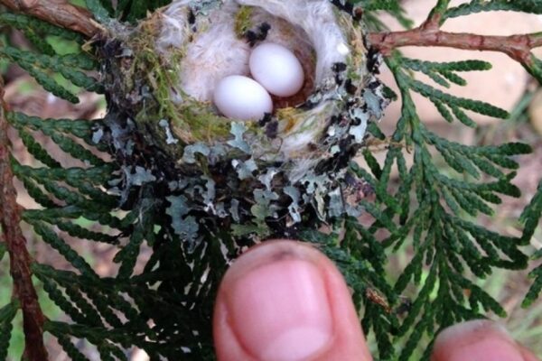 How Big Are Hummingbird Eggs? A Detailed Guide