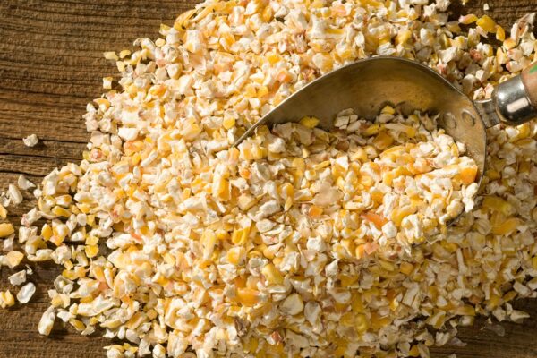 Can Birds Eat Corn Flakes? A Detailed Guide