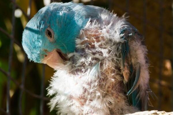 Why Do Birds Pull Their Feathers Out? Explained in Detail