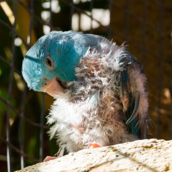 Why Do Birds Wipe Their Beaks? Interesting Reasons