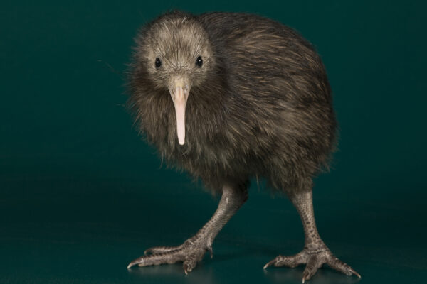 Why Is The Kiwi Bird Named After The Kiwi Fruit? Explained