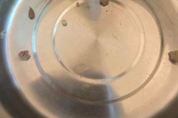 Why Do Birds Poop In Their Water? Explained