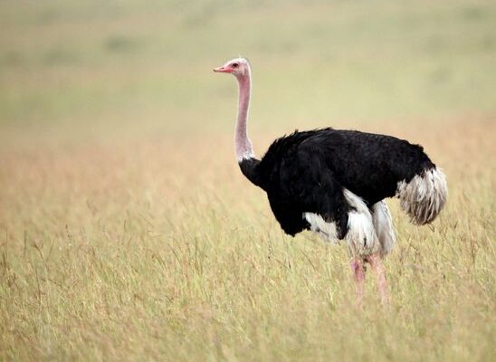 What Modern Bird Is The Closest Living Relative of Dinosaurs?